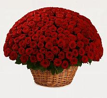 Премиум букет из: Розы в Первомайском Томской области